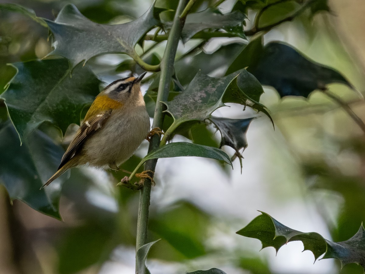 Common Firecrest - ML615546783