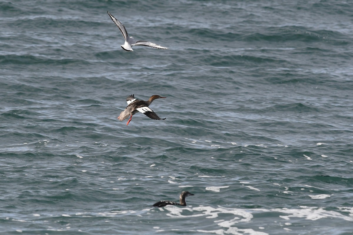 Red-breasted Merganser - ML615546812