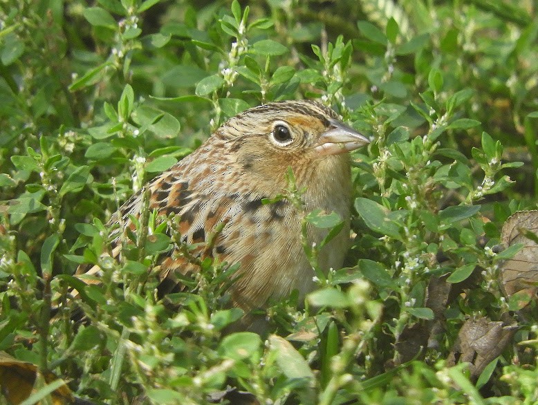 Grasshopper Sparrow - ML615546840