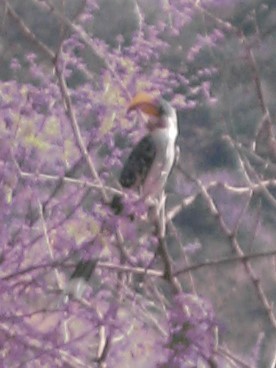 Eastern Yellow-billed Hornbill - Bob Hargis