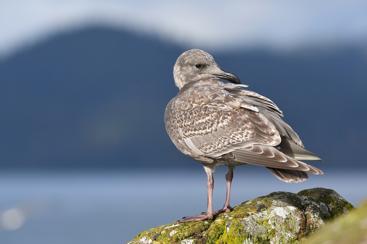 Glaucous-winged Gull - ML615546851