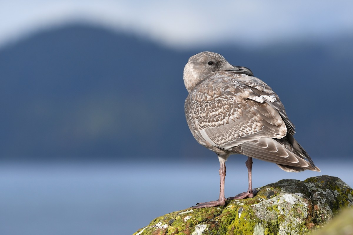 Glaucous-winged Gull - ML615546852