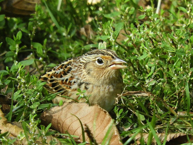 Grasshopper Sparrow - ML615546861
