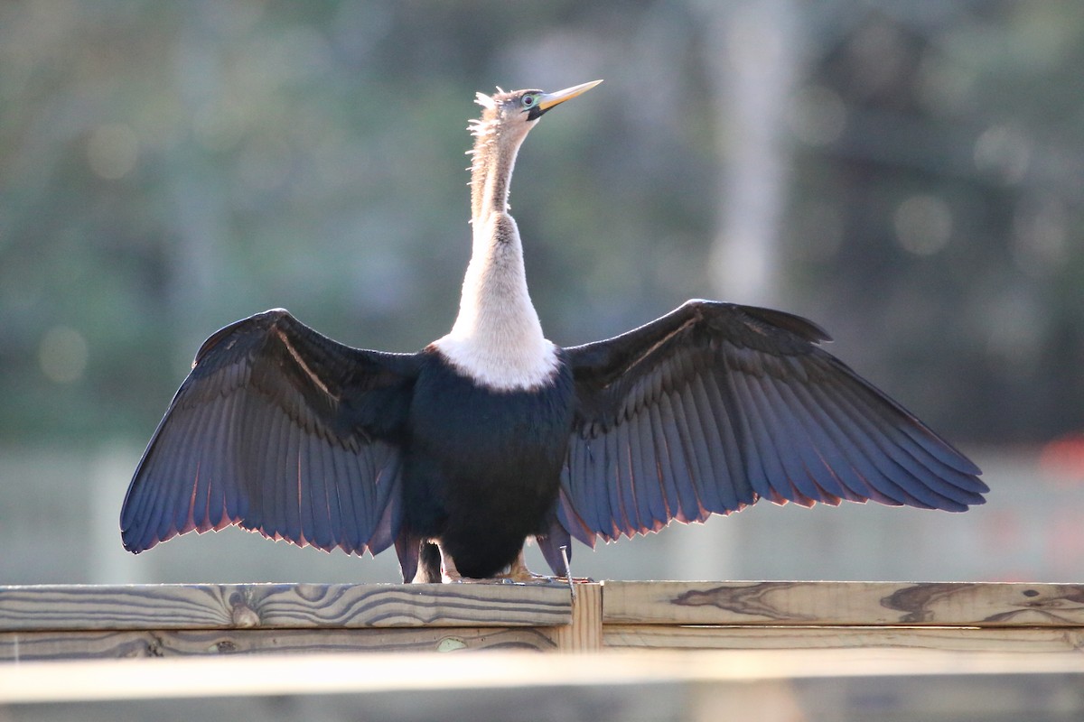 Amerika-Schlangenhalsvogel - ML615546973