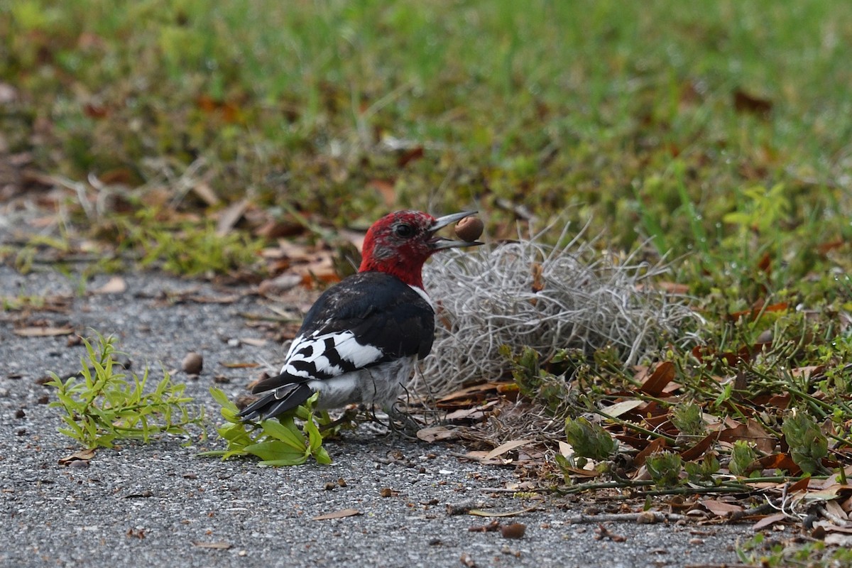 Red-headed Woodpecker - ML615546980