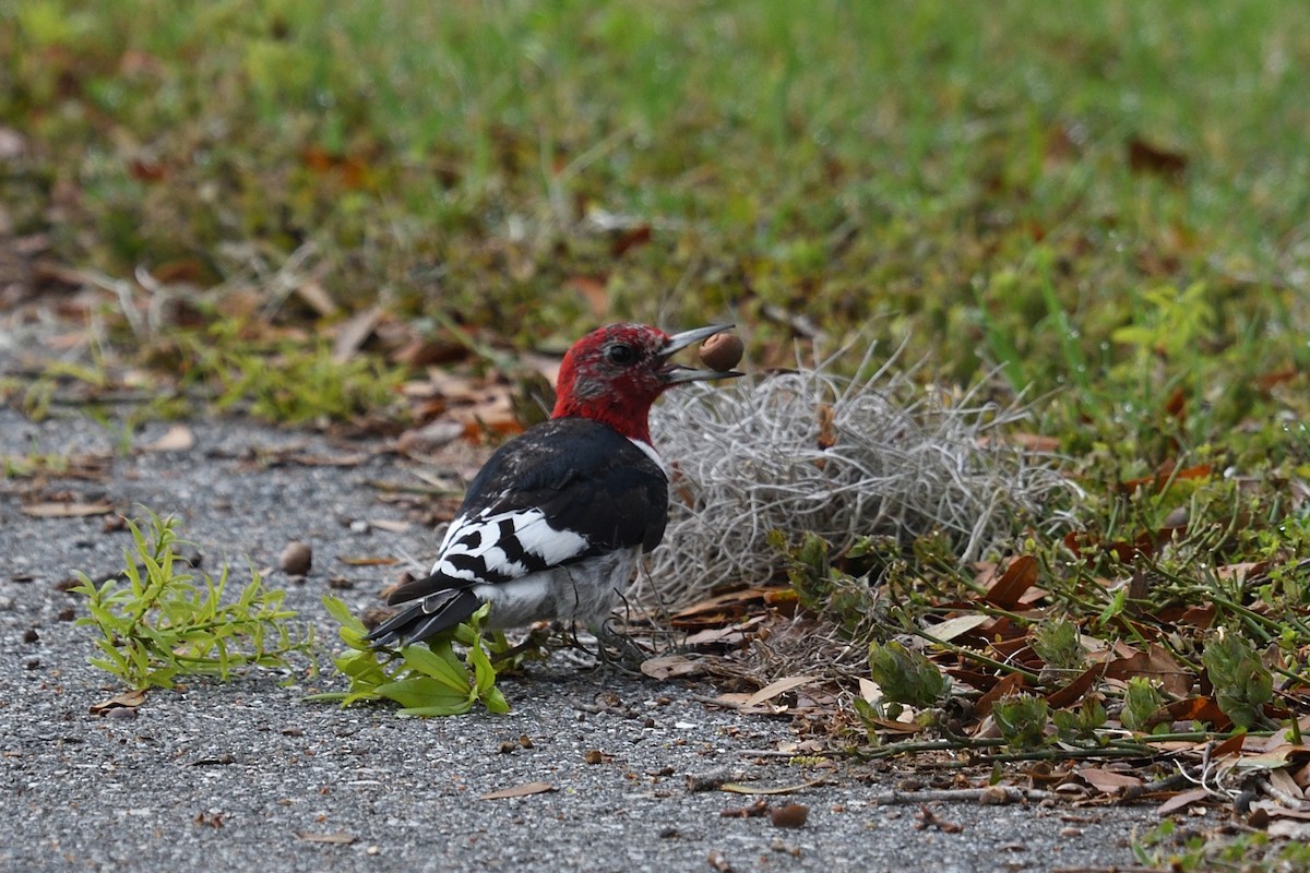 Pic à tête rouge - ML615546980