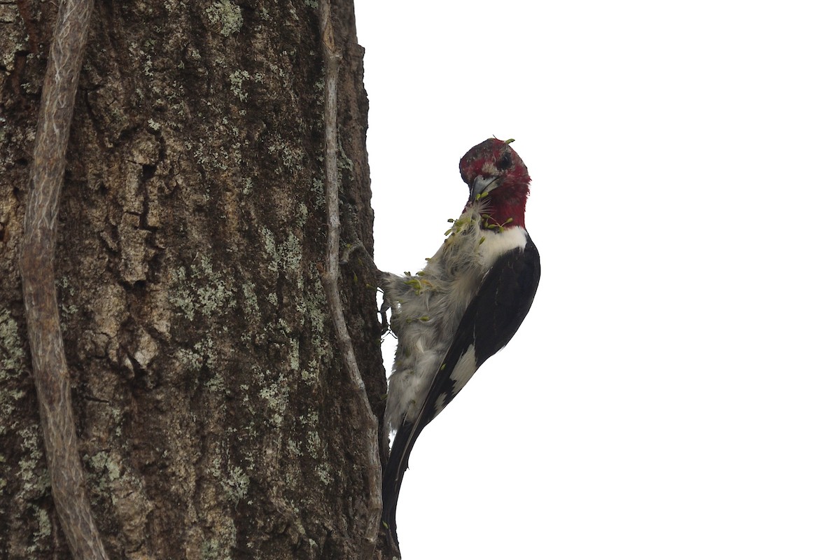 Red-headed Woodpecker - ML615546982