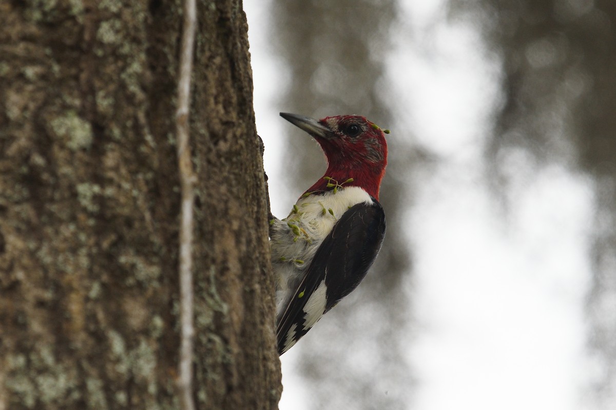 Red-headed Woodpecker - ML615546983
