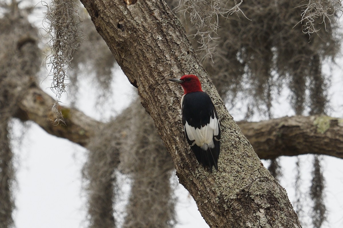 Red-headed Woodpecker - ML615546989