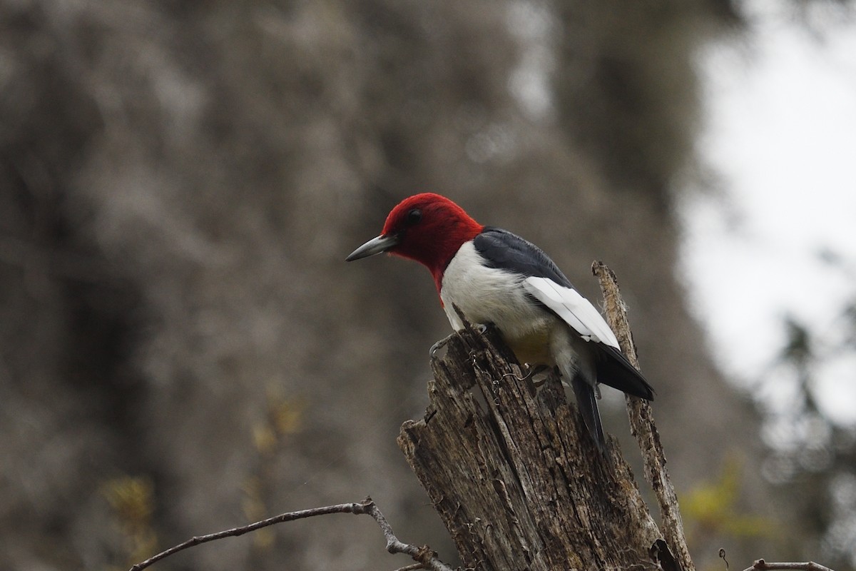 Red-headed Woodpecker - ML615547000