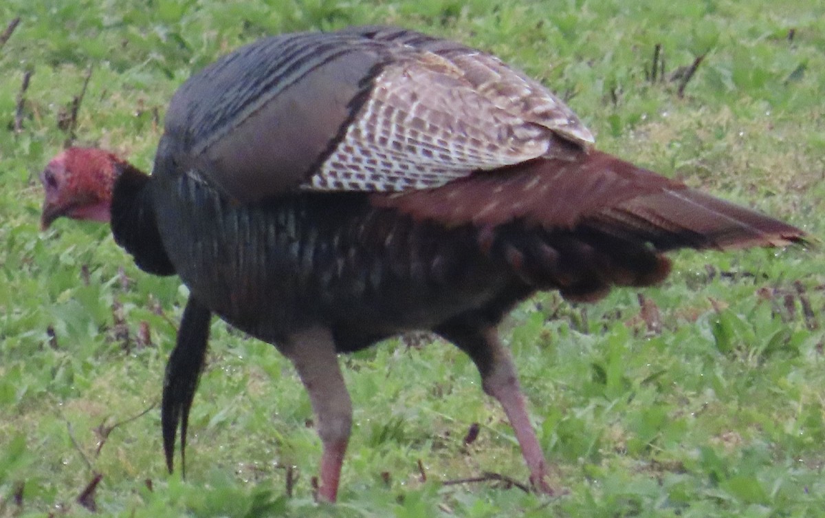 Wild Turkey - ML615547083