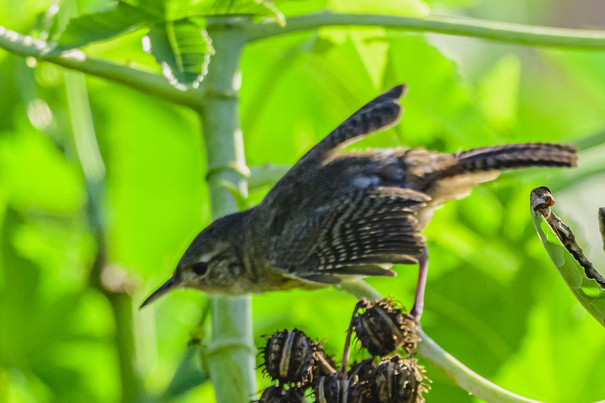 House Wren - Amed Hernández