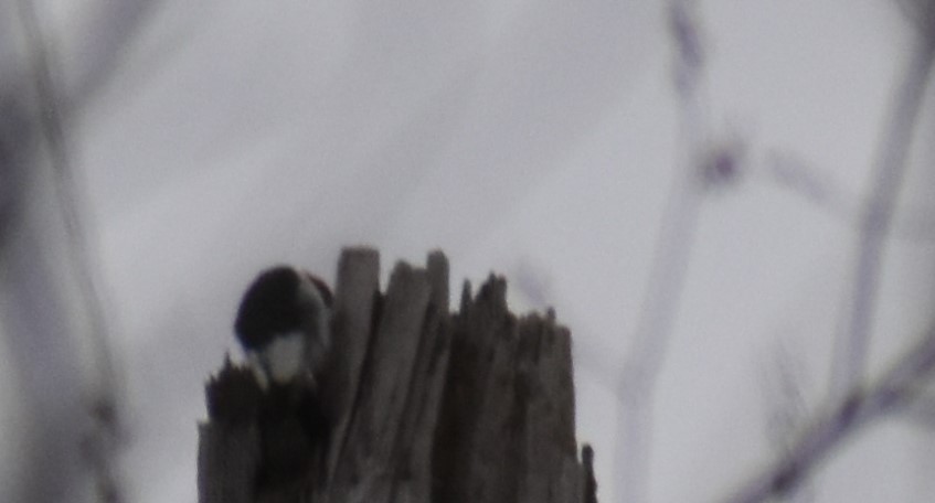 Red-headed Woodpecker - Warren Rofe