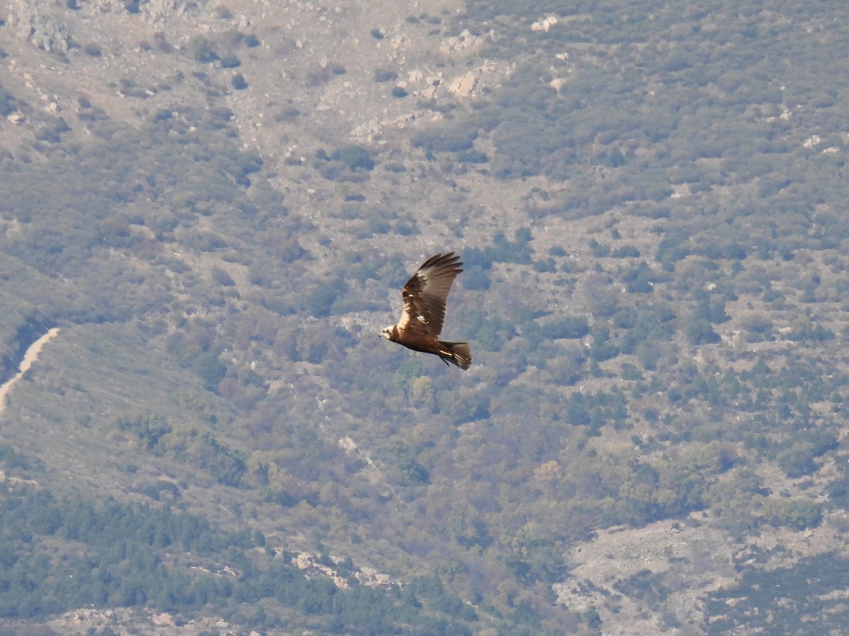 Western Marsh Harrier - ML615547118