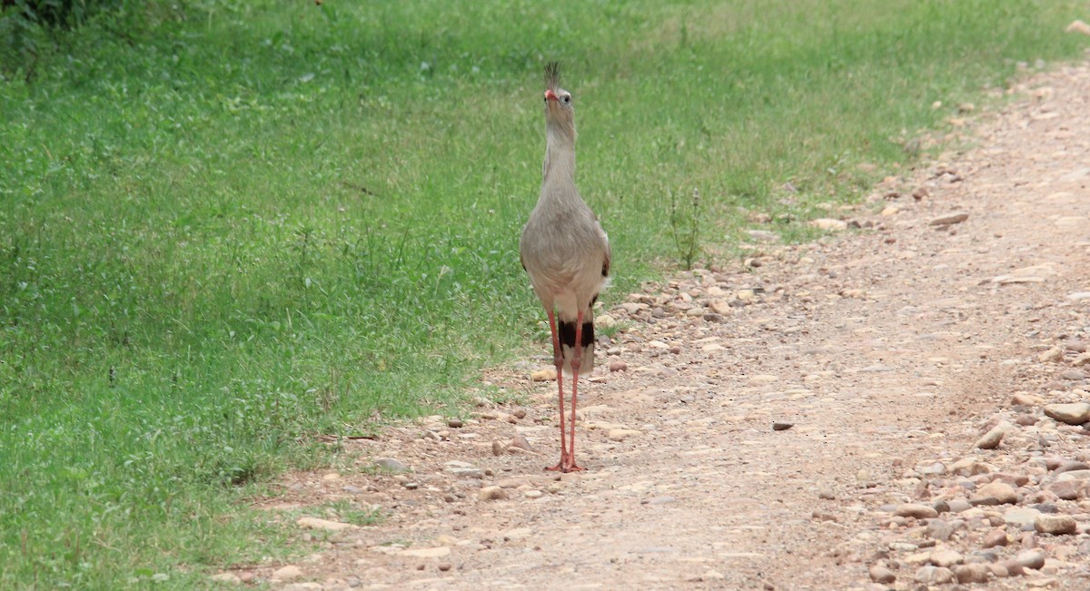 Cariama huppé - ML615547127