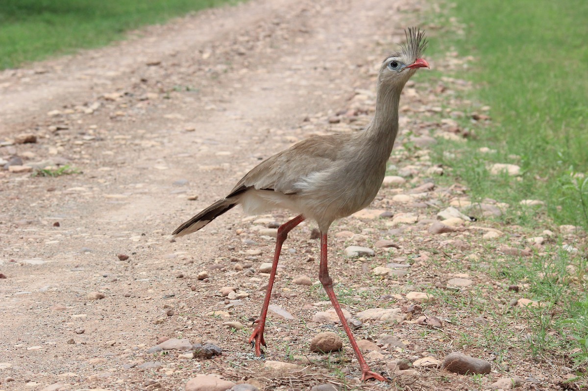 Cariama huppé - ML615547132