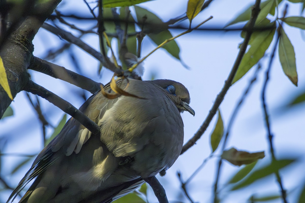 White-winged Dove - ML615547167