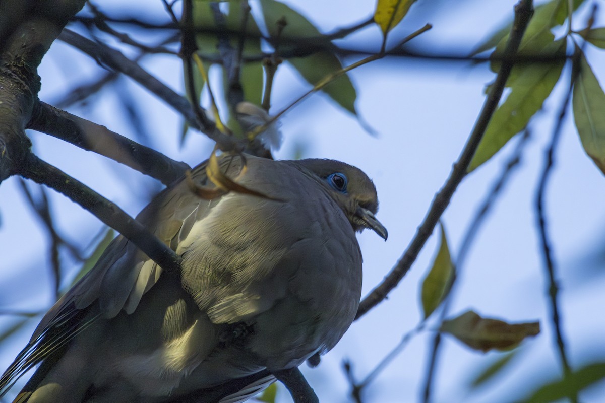 White-winged Dove - ML615547169