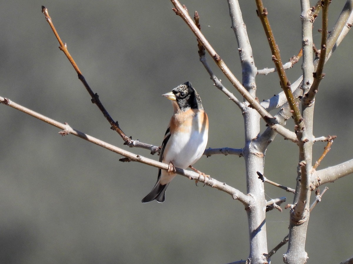 Brambling - ML615547174