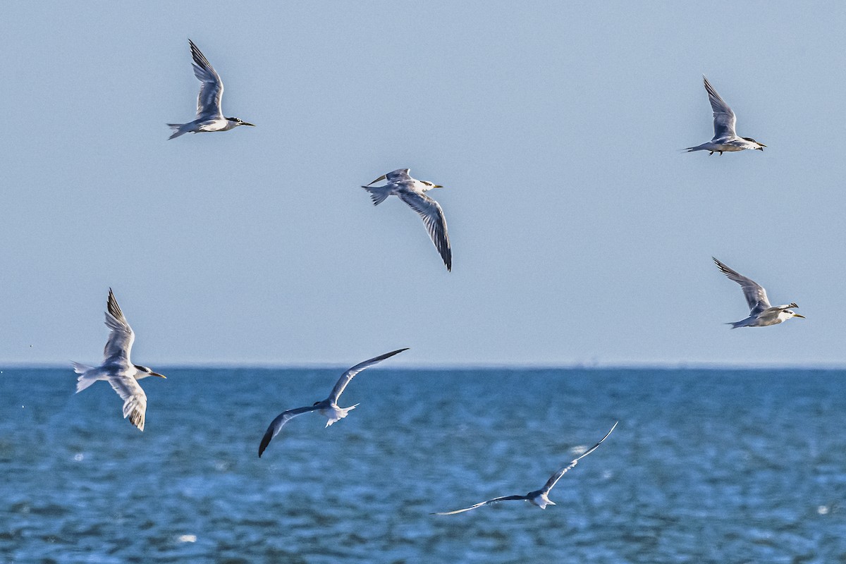 Sandwich Tern - Amed Hernández