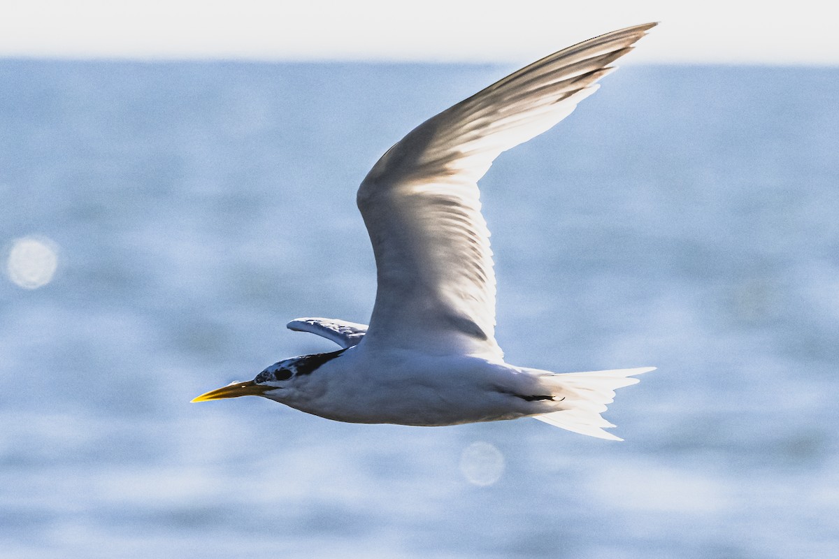 Sandwich Tern - Amed Hernández