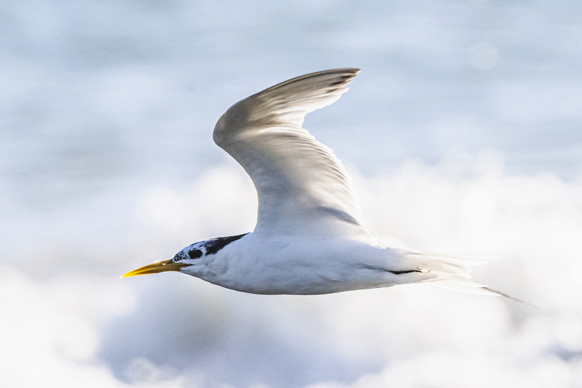 Sandwich Tern - Amed Hernández