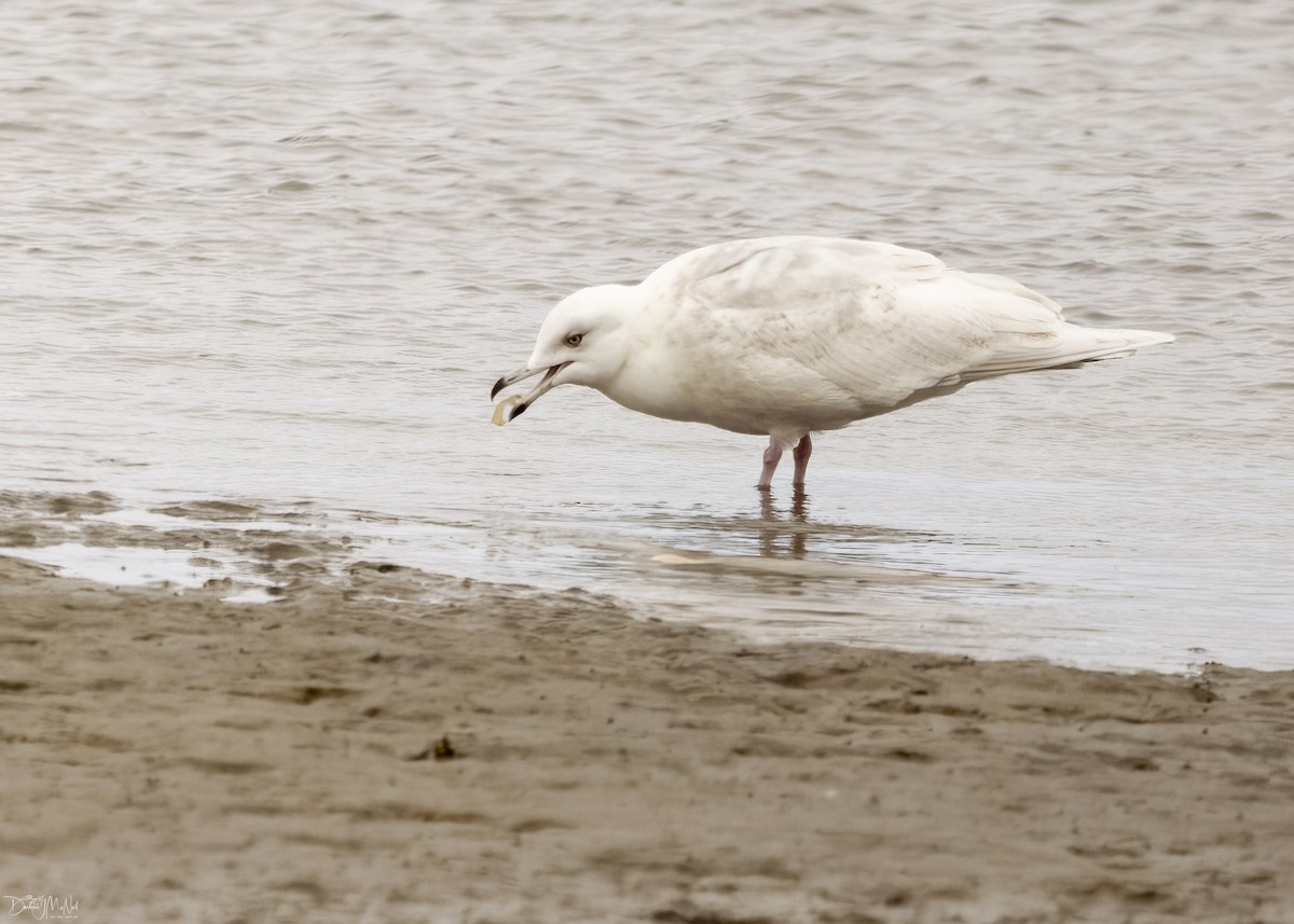 Goéland arctique - ML615547249