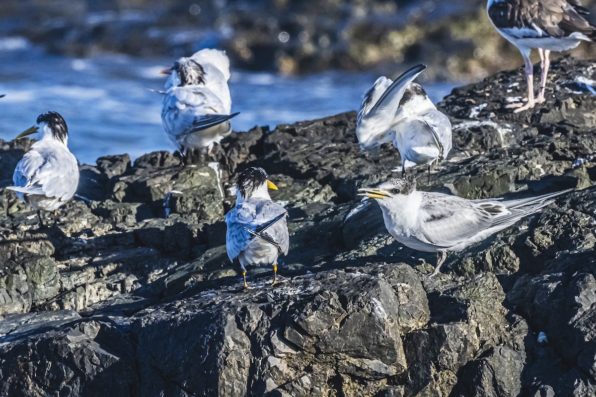 Sandwich Tern - ML615547252