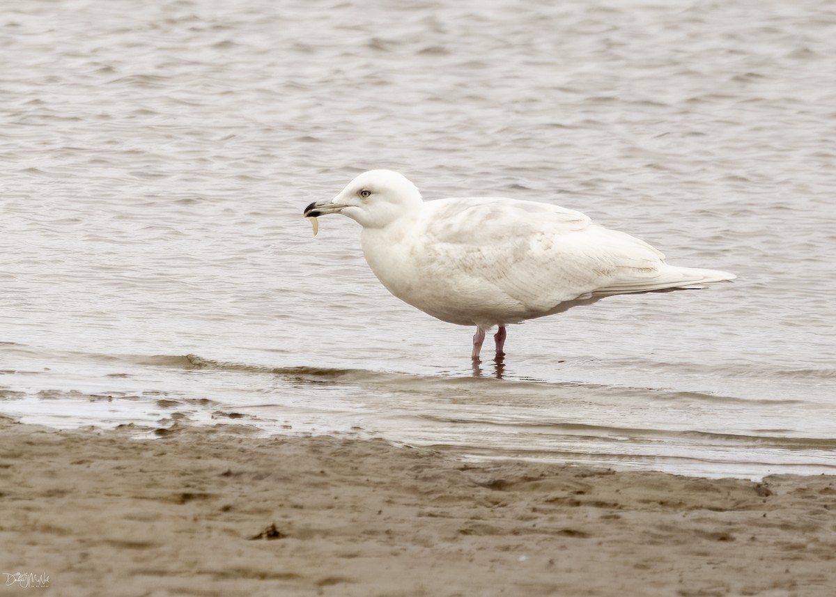 Goéland arctique - ML615547256