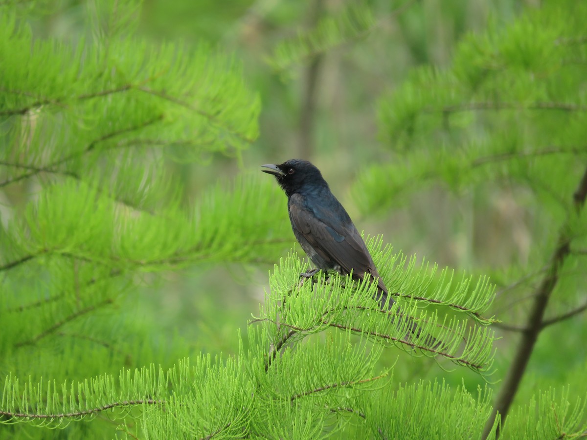 Black Drongo - ML615547273