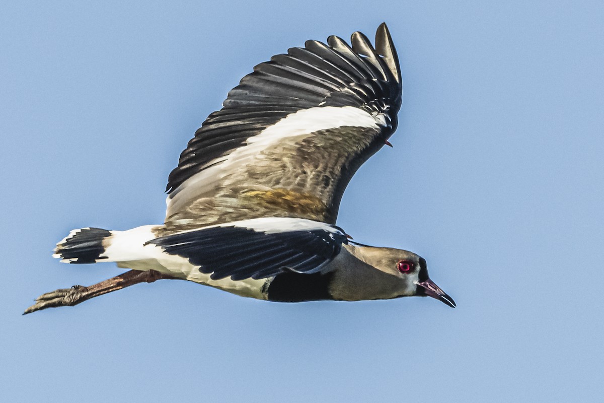 Southern Lapwing - ML615547291