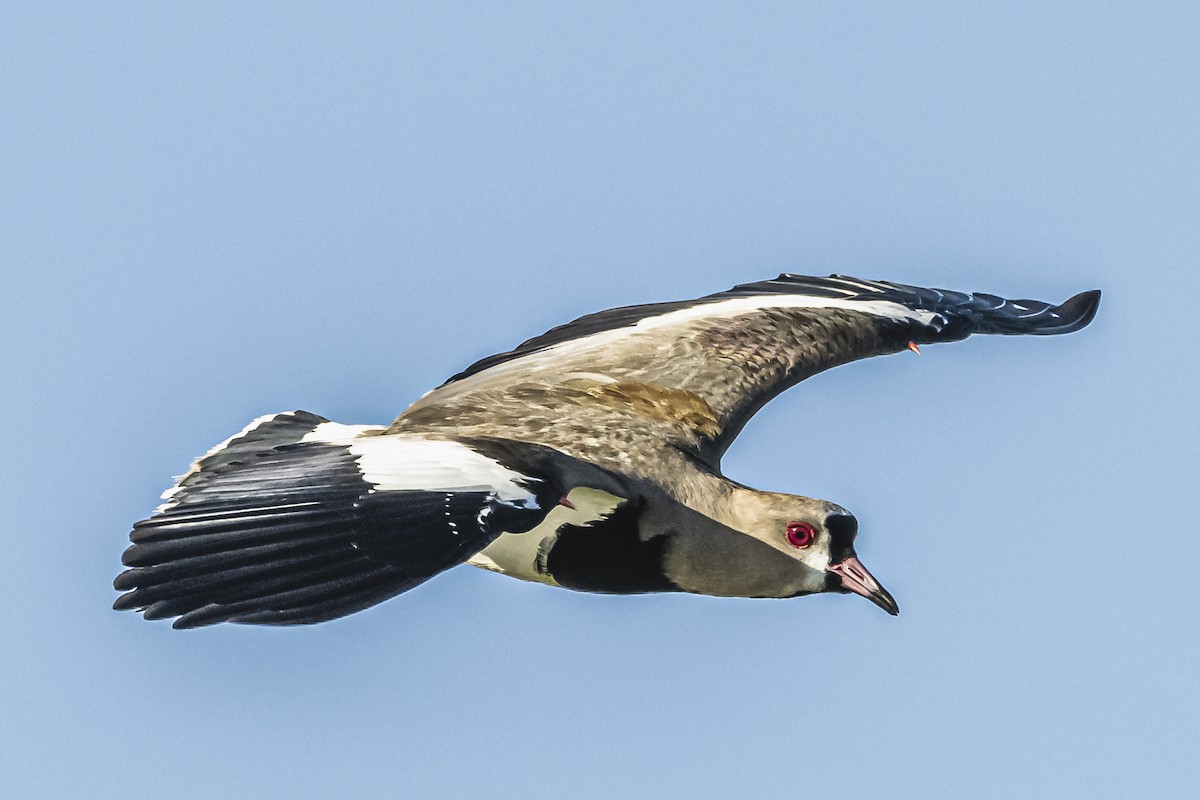 Southern Lapwing - ML615547292