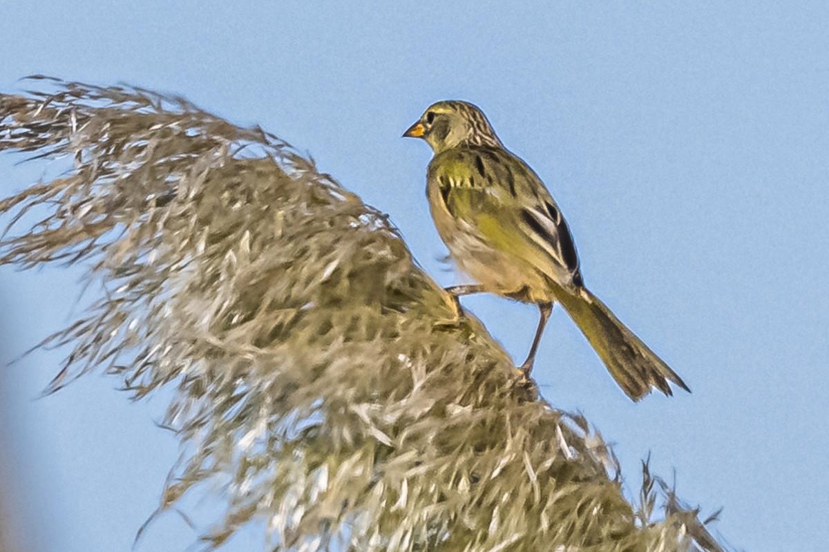 Great Pampa-Finch - Amed Hernández