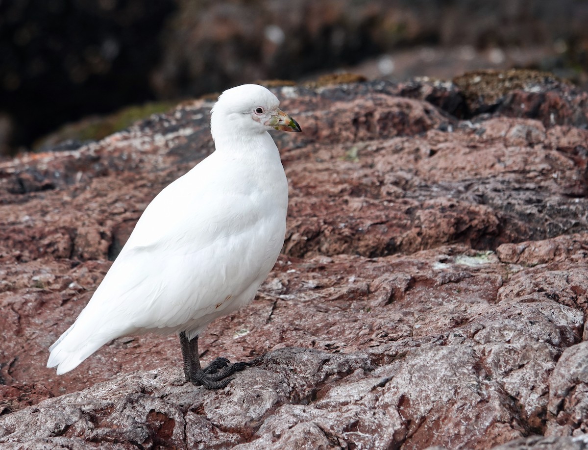 Snowy Sheathbill - Chris Bell