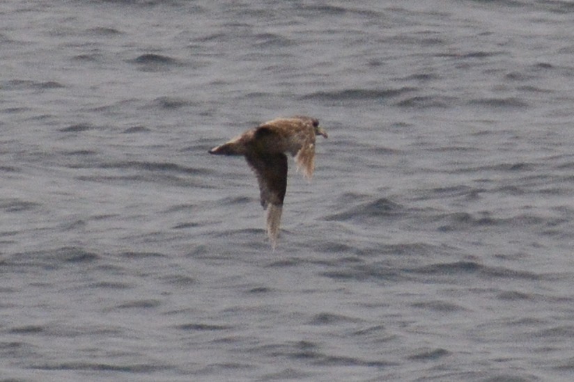 Northern Fulmar - David Jeffrey Ringer