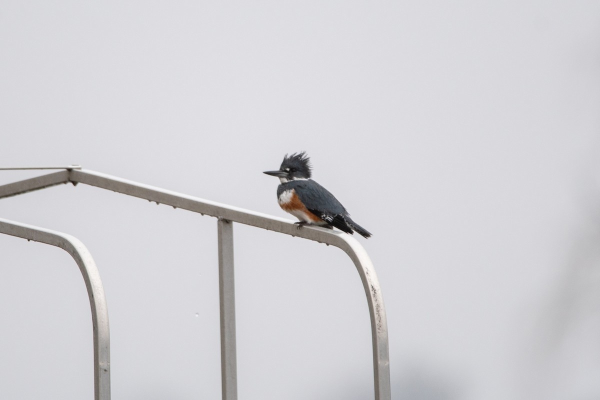 Belted Kingfisher - ML615547367