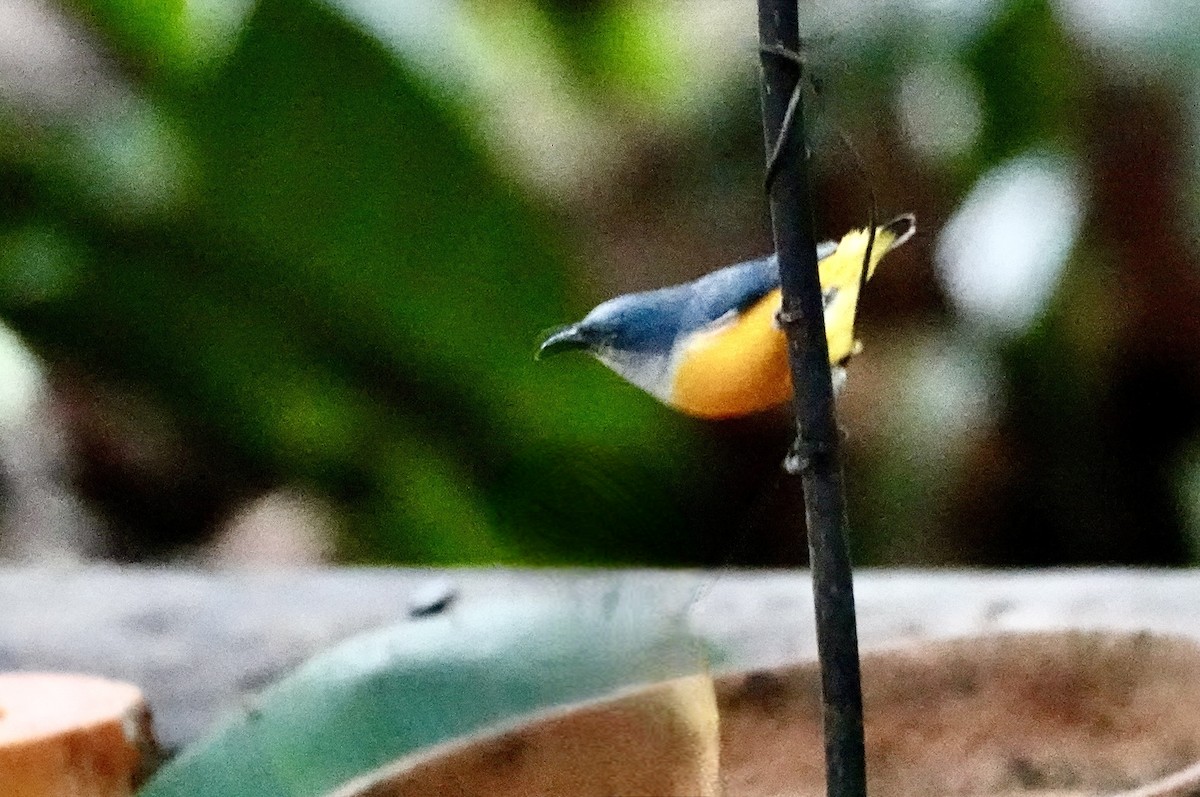 Orange-bellied Flowerpecker - ML615547374