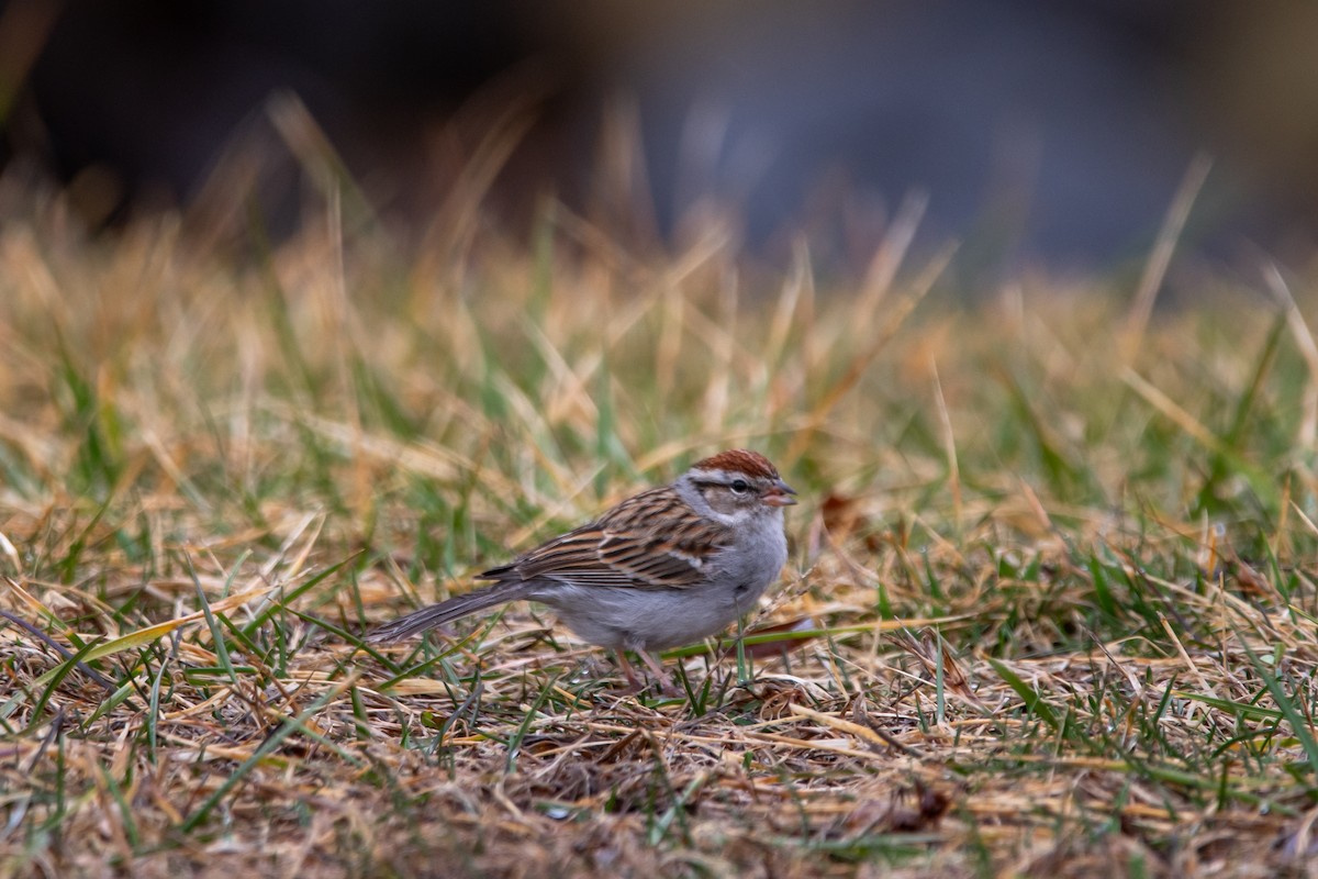 Chipping Sparrow - ML615547381