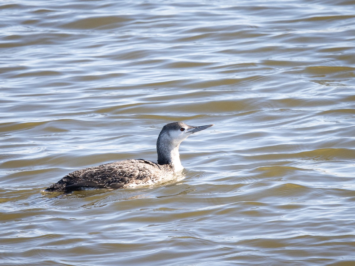 Red-throated Loon - ML615547411