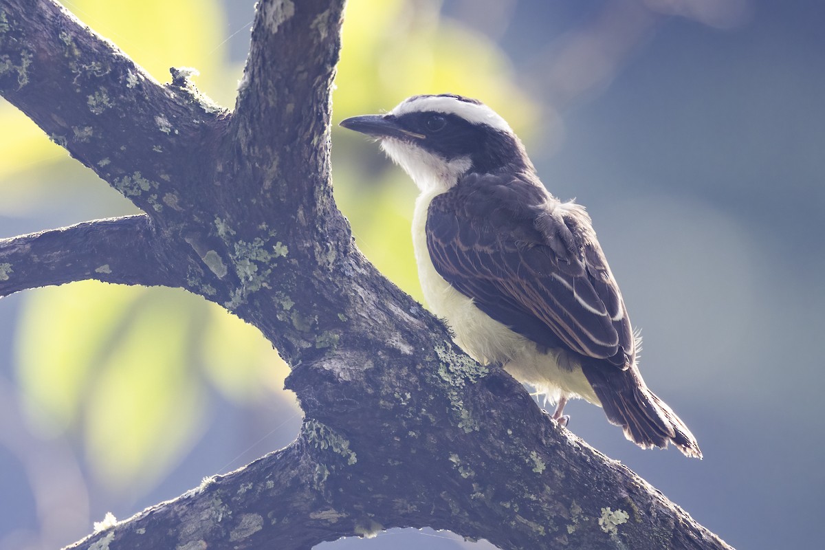 Social Flycatcher - Robert Lockett