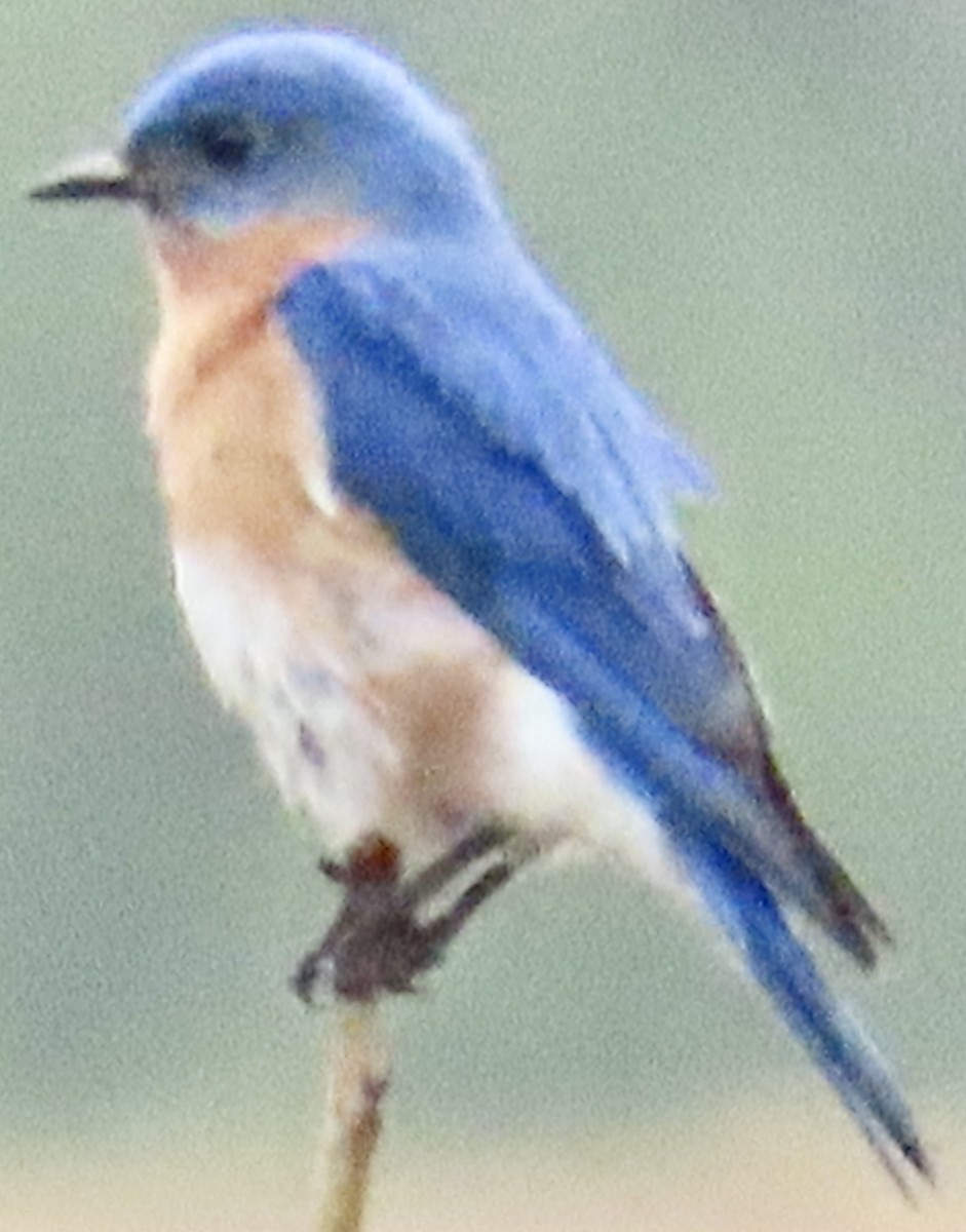 Eastern Bluebird - Mark Domincovich