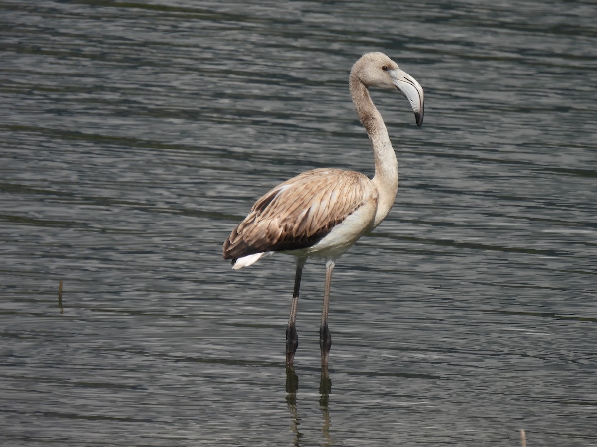 Greater Flamingo - ML615547490