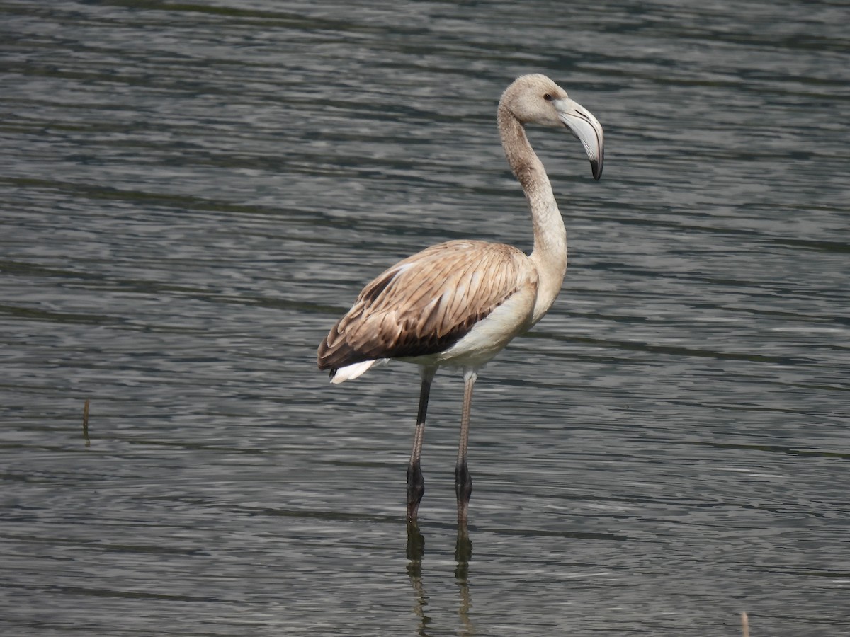 Flamingo - ML615547490