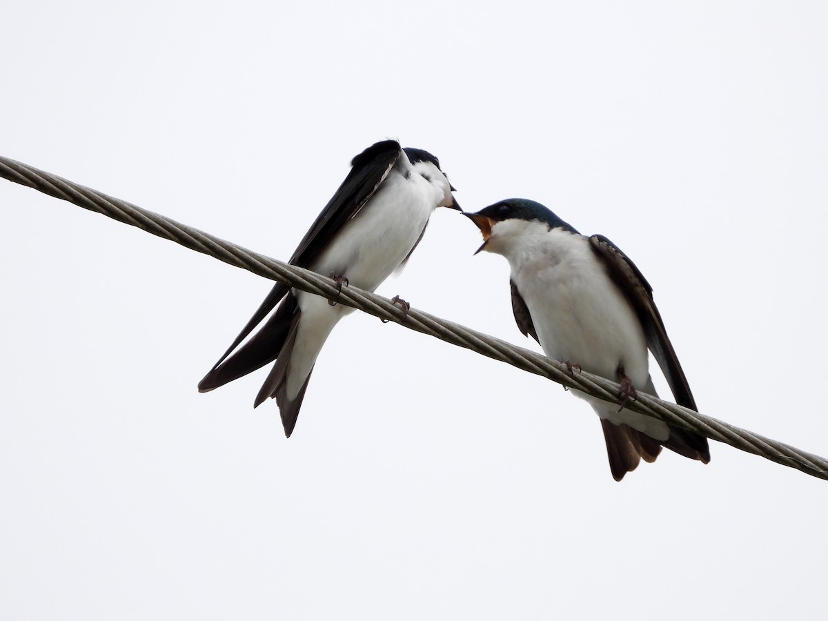 Tree Swallow - Luis Gonzalez