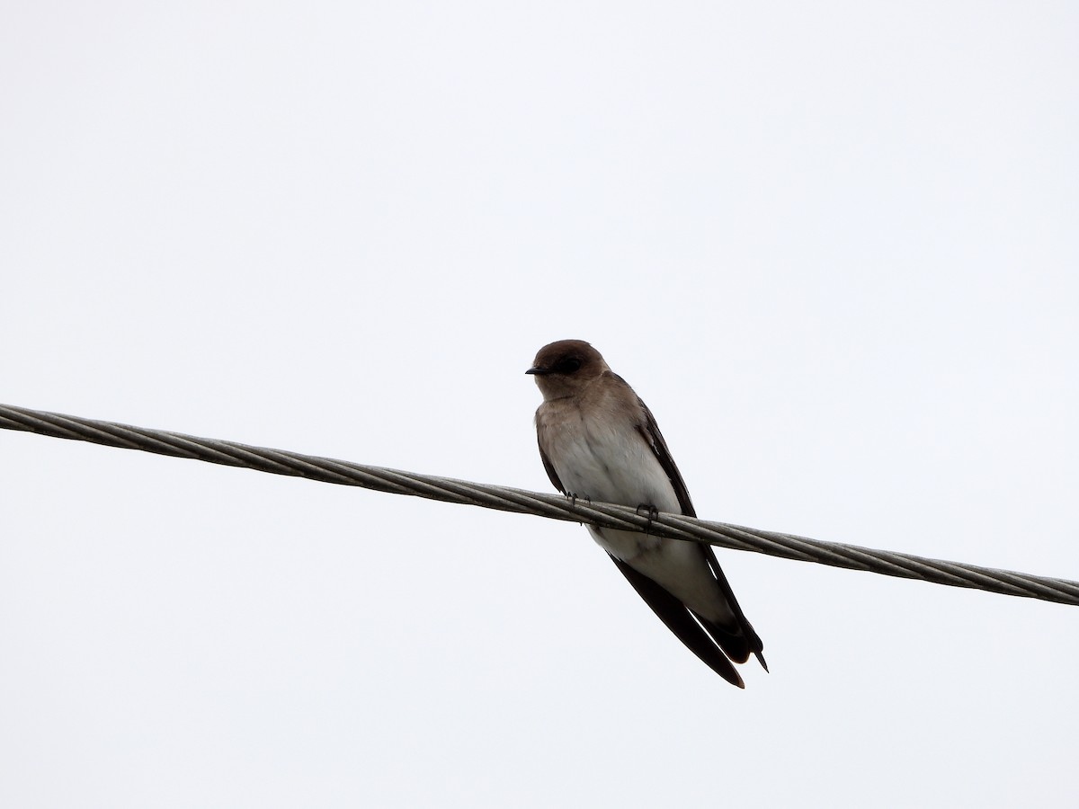 Northern Rough-winged Swallow - Luis Gonzalez