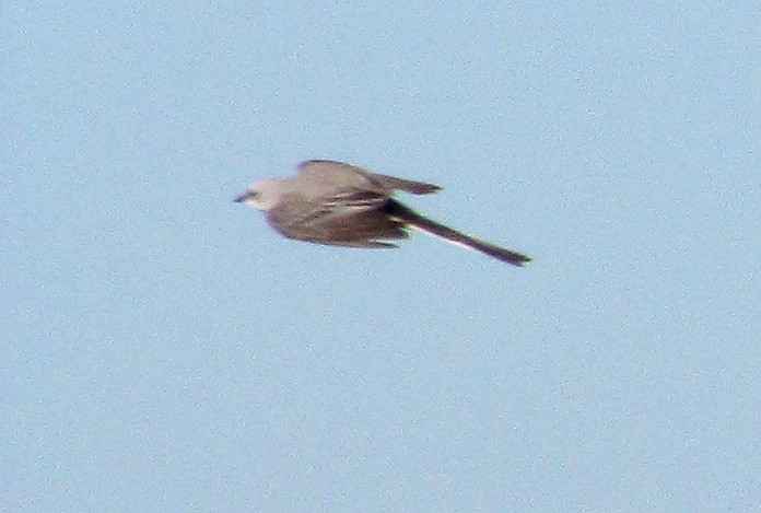 Scissor-tailed Flycatcher - ML615547536