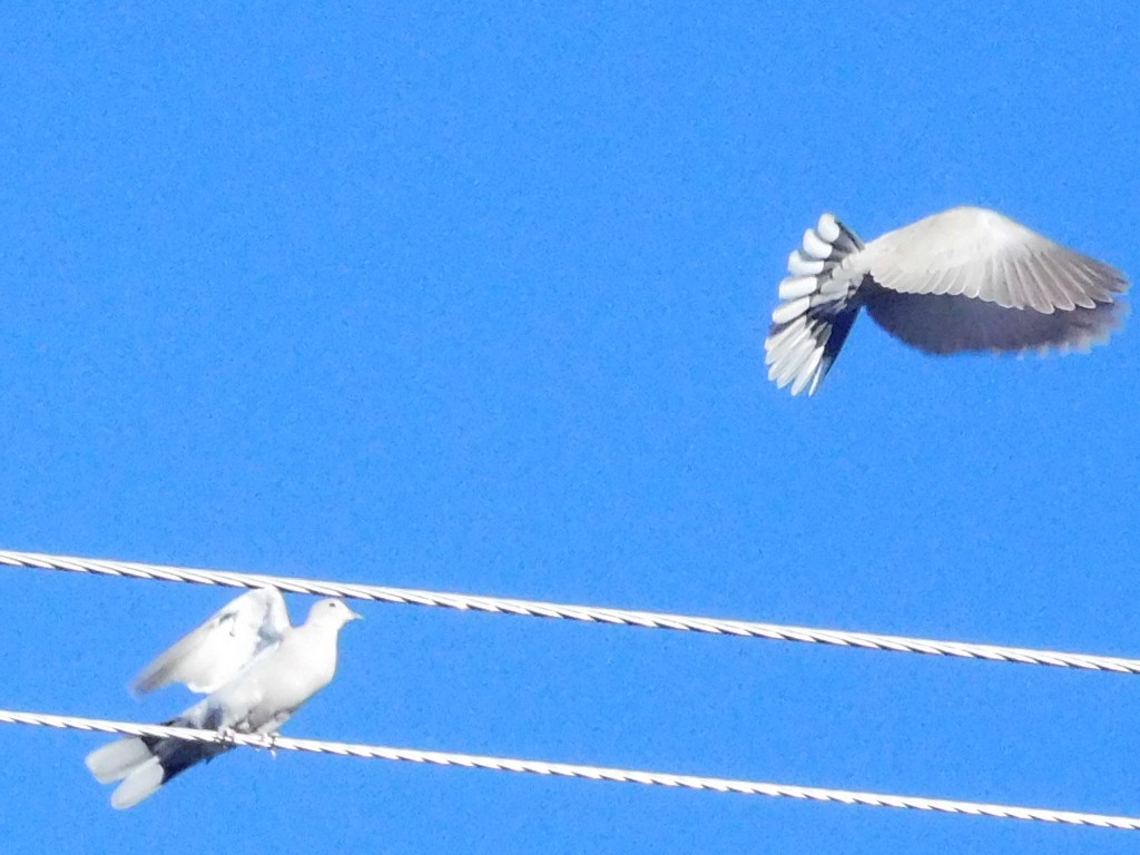 Eurasian Collared-Dove - ML615547553