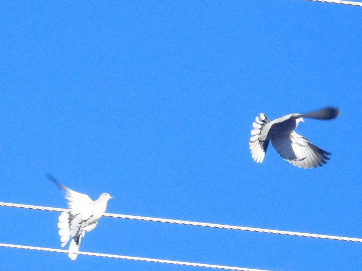 Eurasian Collared-Dove - ML615547554