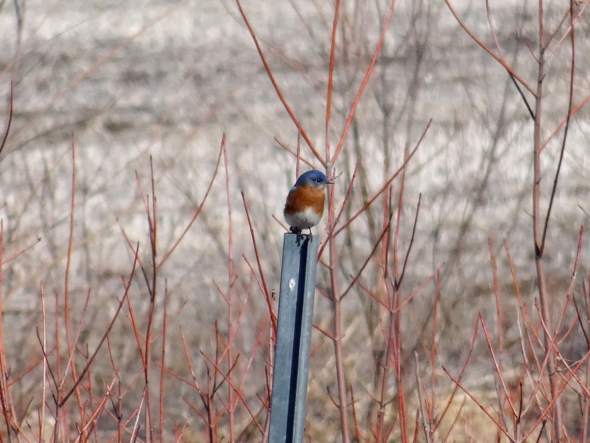 Eastern Bluebird - John Tollefson