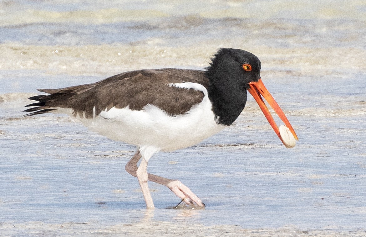 American Oystercatcher - Freddy Camara